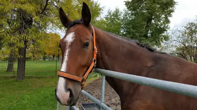 Tagung beleuchtet Chancen und Risiken 