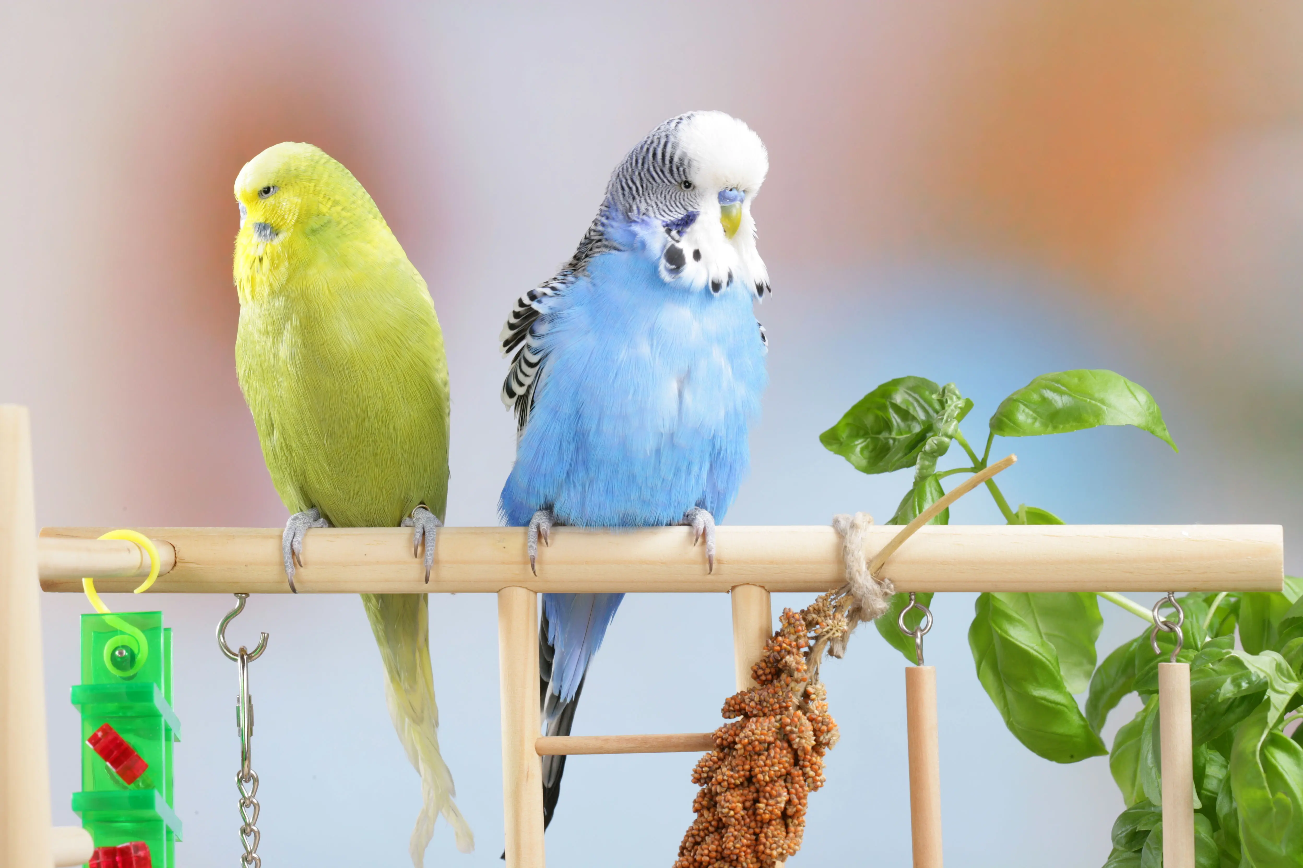 Gelber und blauer Wellensittich auf der Stange