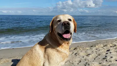 Das sind Deutschlands beliebteste Hunde