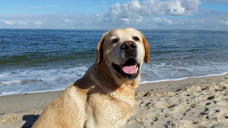 Das sind Deutschlands beliebteste Hunde