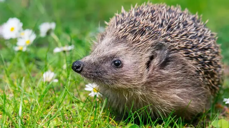 Den Garten tierfreundlich gestalten