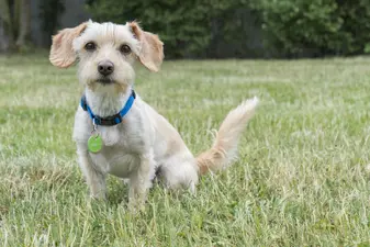 Zeckengefahr in Deutschland wächst