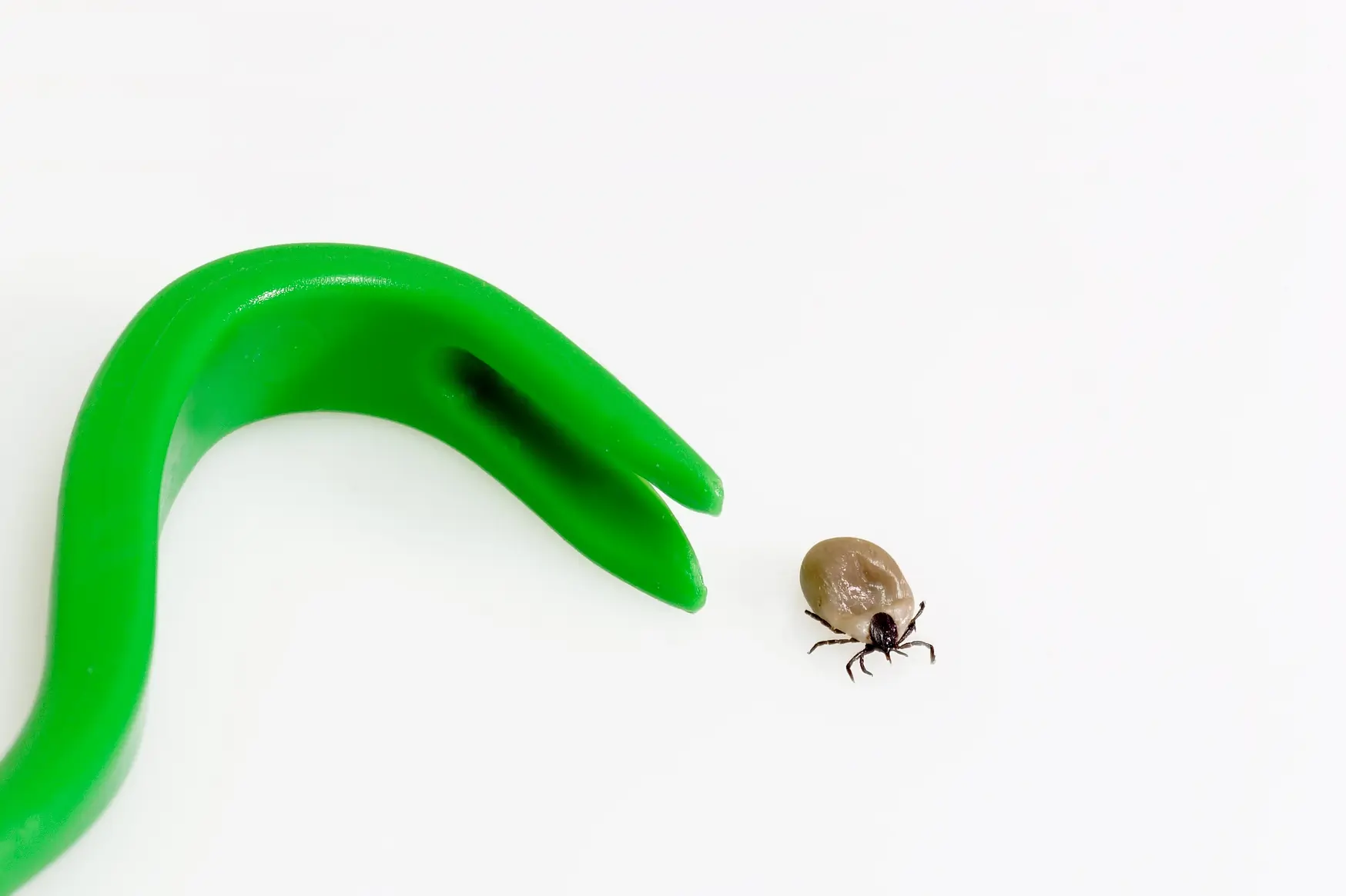 Entfernungsinstrument für Zecken, www.my-pet.org