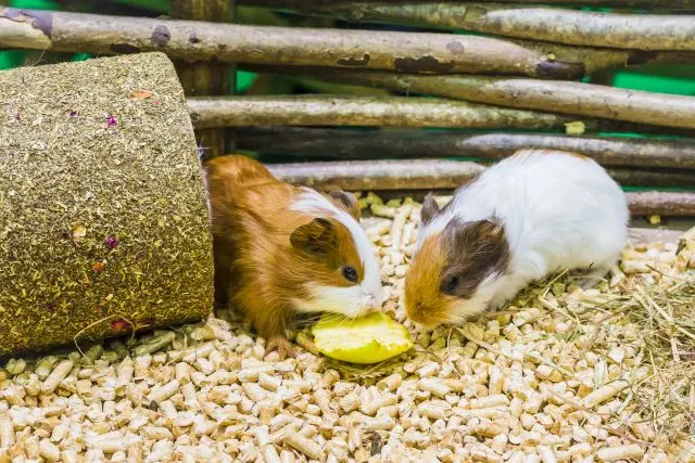 Meerschweinchen fressen Apfel