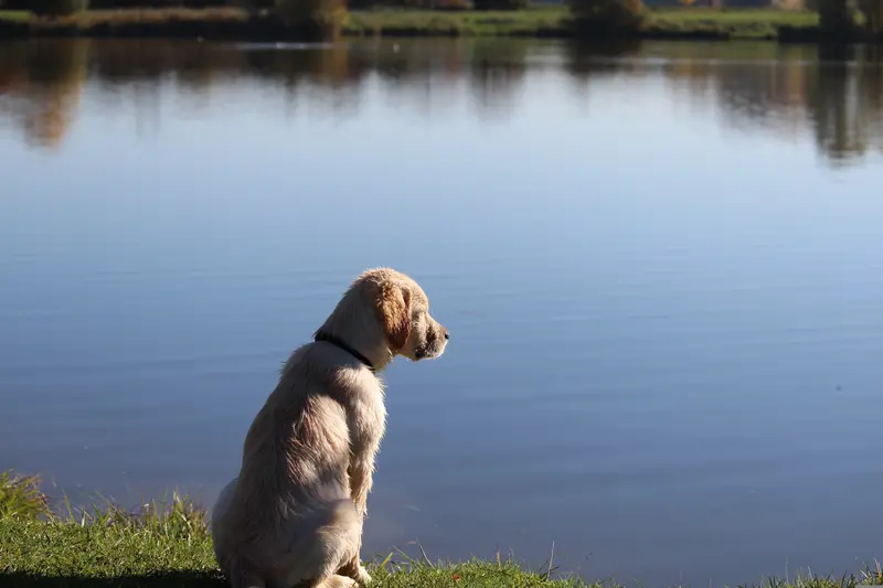 Worauf Hundehalter beim Baden achten sollten