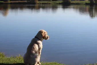 Worauf Hundehalter beim Baden achten sollten