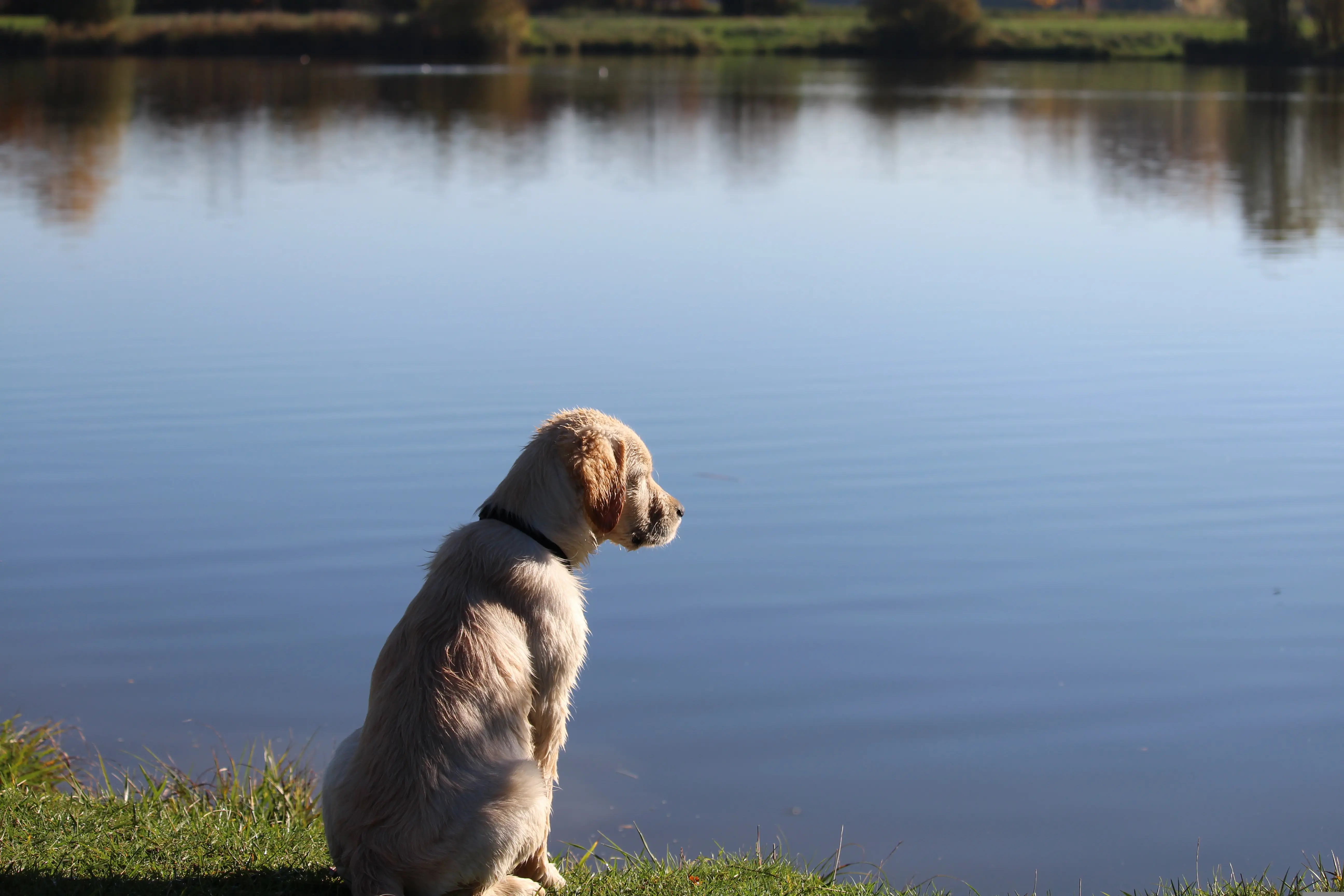 Worauf Hundehalter beim Baden achten sollten