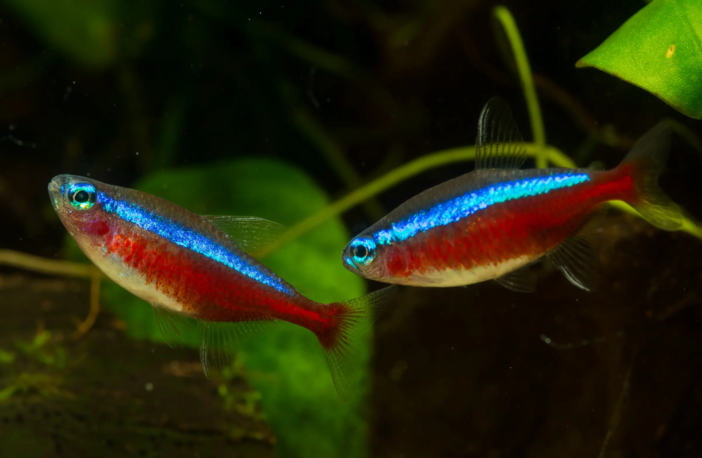 Aquarium: Diese fünf Fehler sollten Einsteiger vermeiden