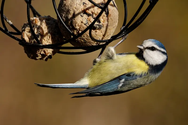 Wildvögel im Winter richtig füttern