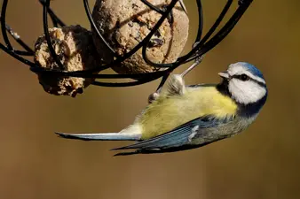 Wildvögel im Winter richtig füttern