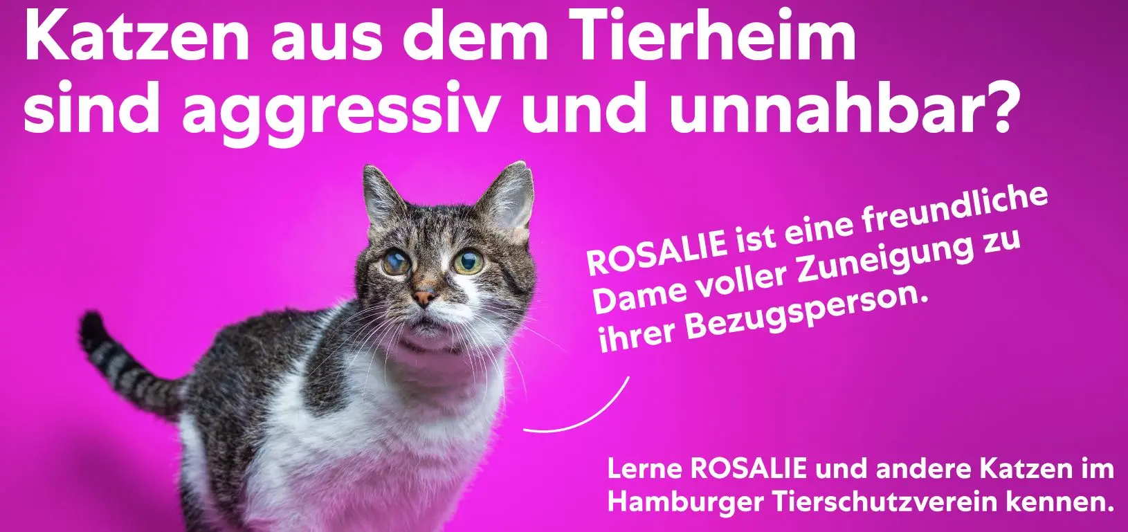 Unsicherheiten bremsen Tieradoptionen 