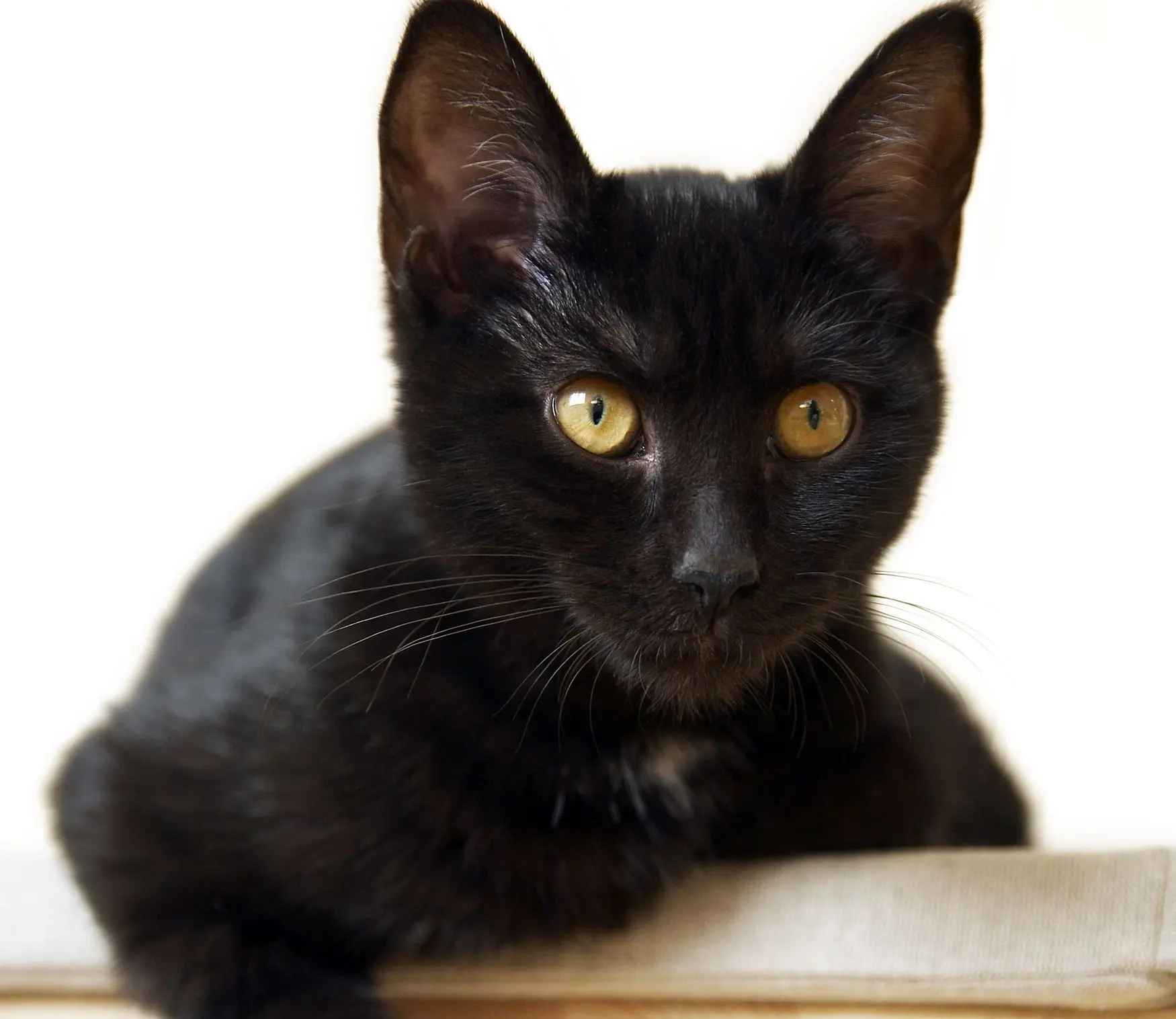 schwarze Katze