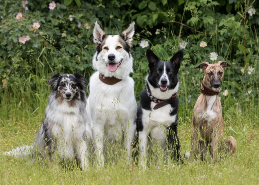 Agila hundeversicherung
