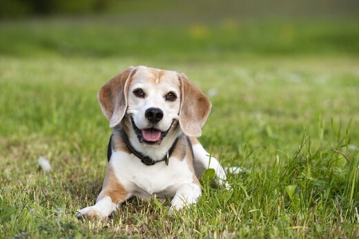 Frau spaziert mit Hund über eine grüne Wiese.