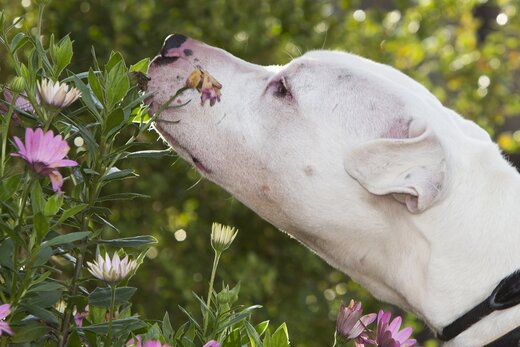 Hund schnuppert an Blumen