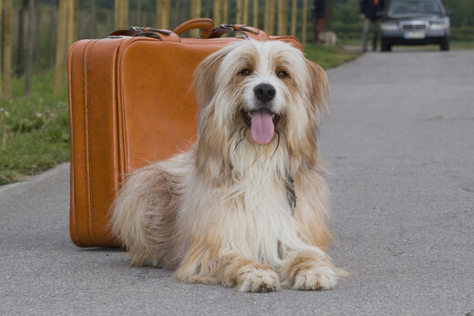 Hund mit Koffer