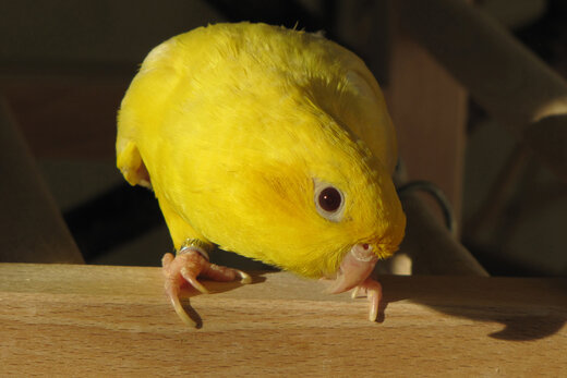 Das richtige Licht für Ziervögel