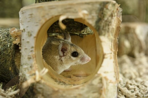 Maus im Gehege