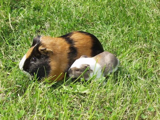 Zwei Meershweinchen im Gras