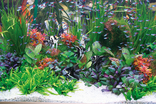 Aquarium mit Skalaren und Neonfischen