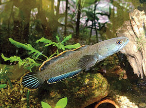 Channa gachua „Steelblue“ Männchen aus dem Banthat-Biotop.