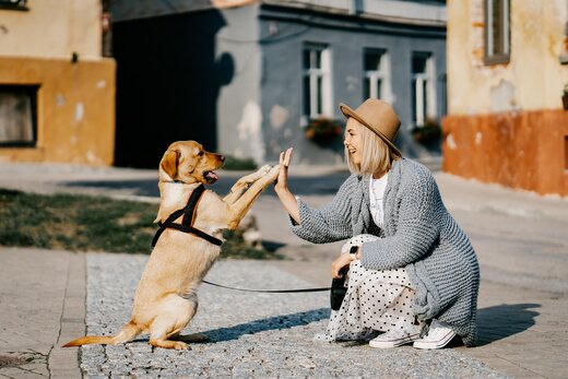 High Five mit Hund