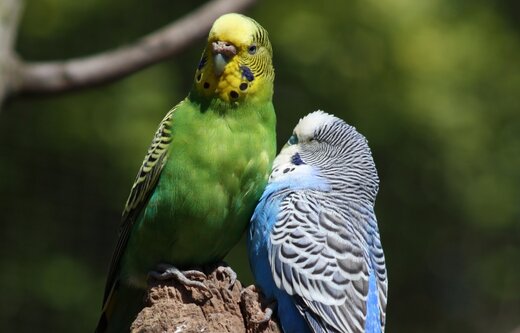 Warum Vogel Fliegen Mussen