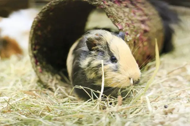 Zwei Meerschweinchen im Gehege