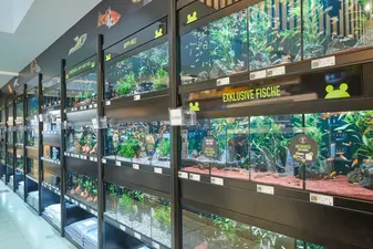 Kölle Zoo erweitert Storekonzept