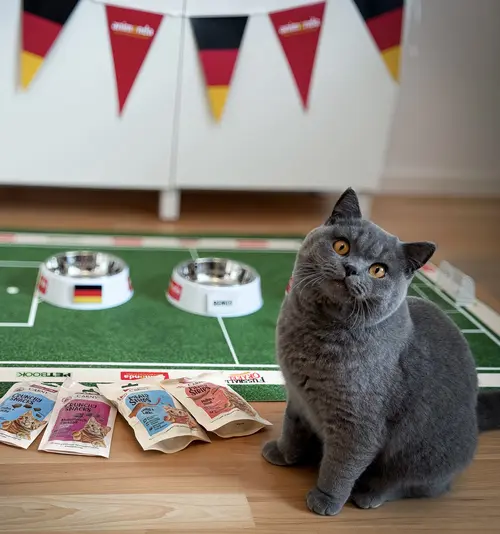 Über 80 Hunde und Katzen als Fußball-Orakel 