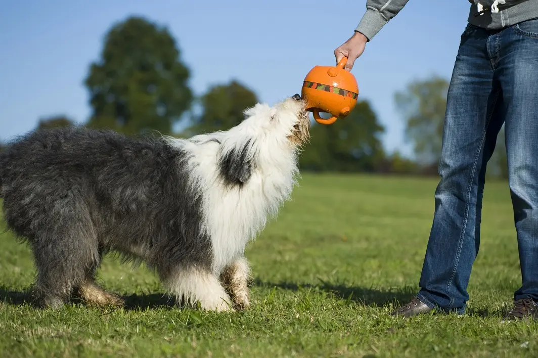 Hundeerziehung: Spielen ist wichtig