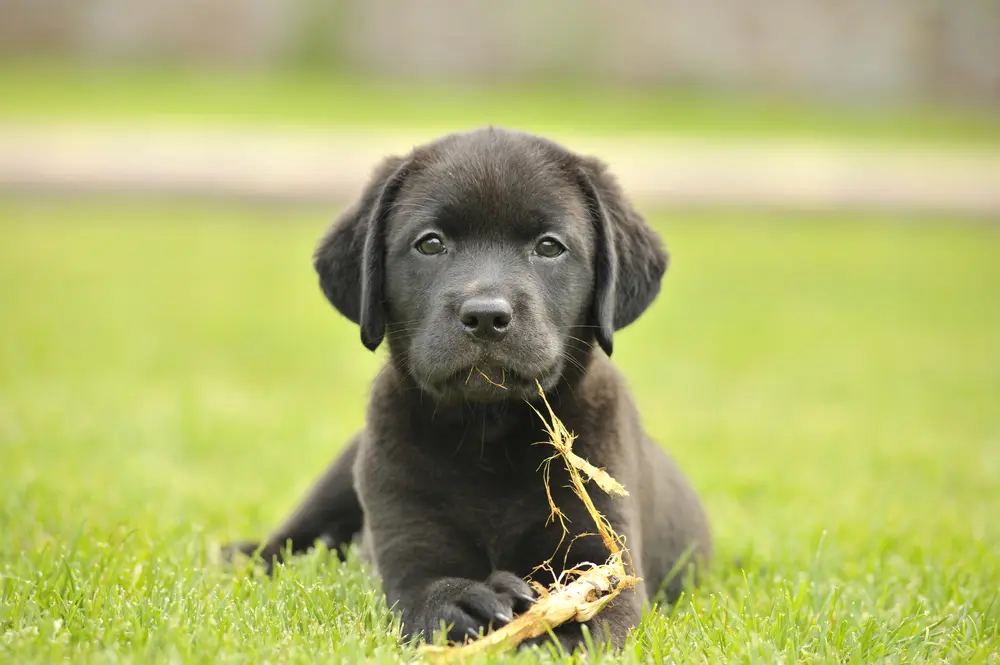 Schwarzer Labrador-Welpe
