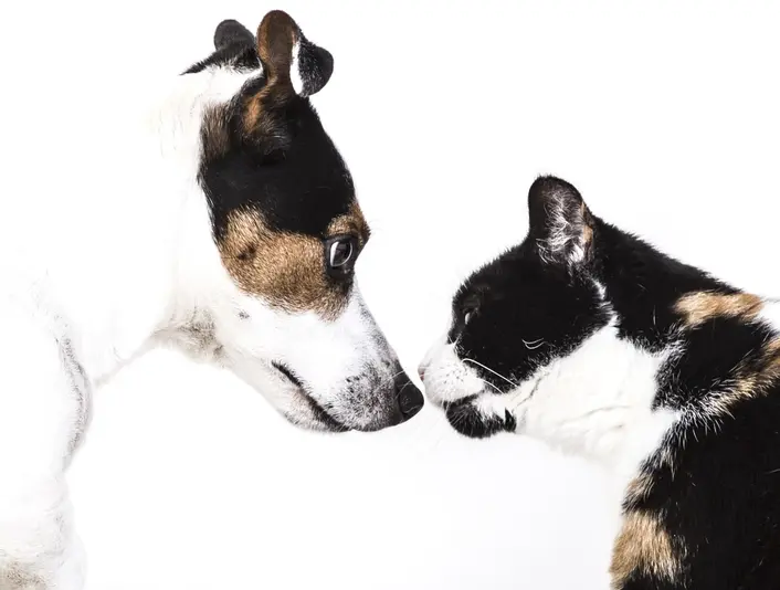 Medienpreis Tiergesundheit 2026