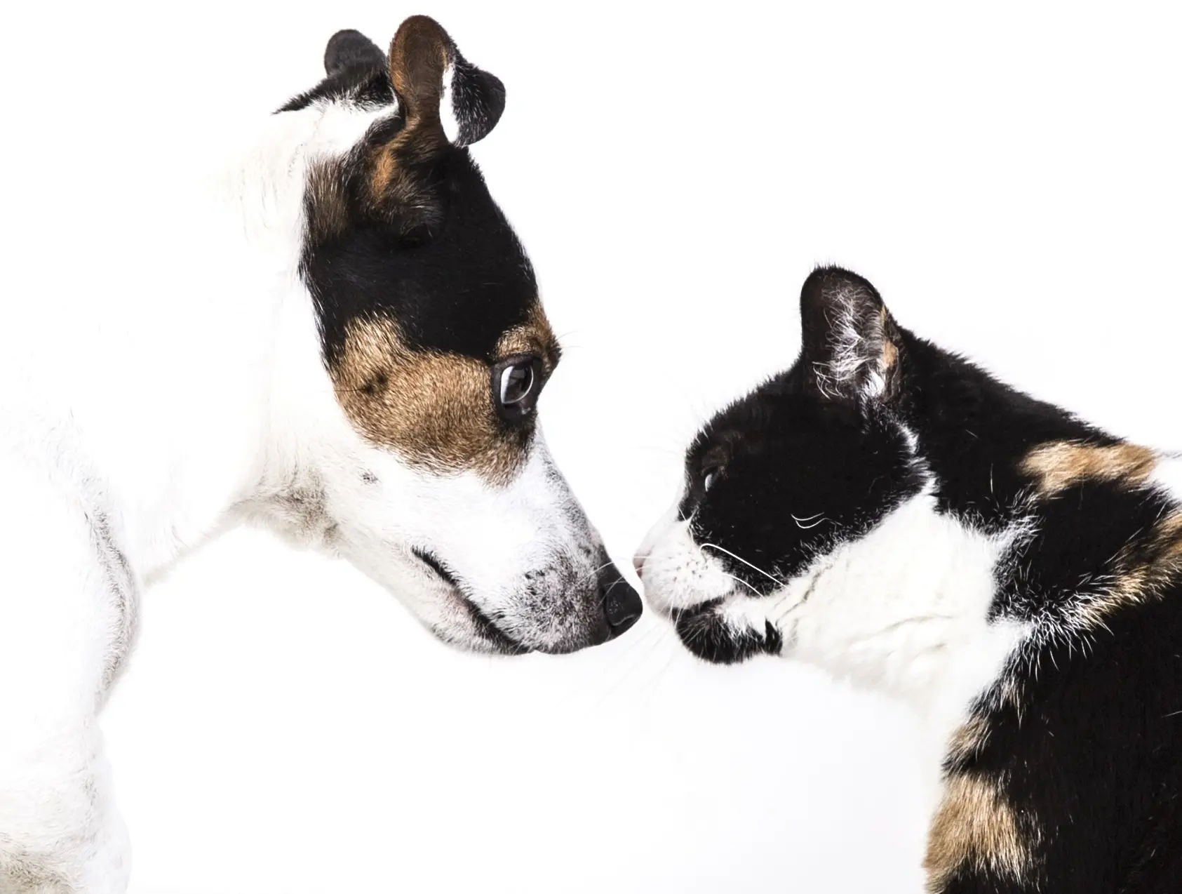 Medienpreis Tiergesundheit 2026