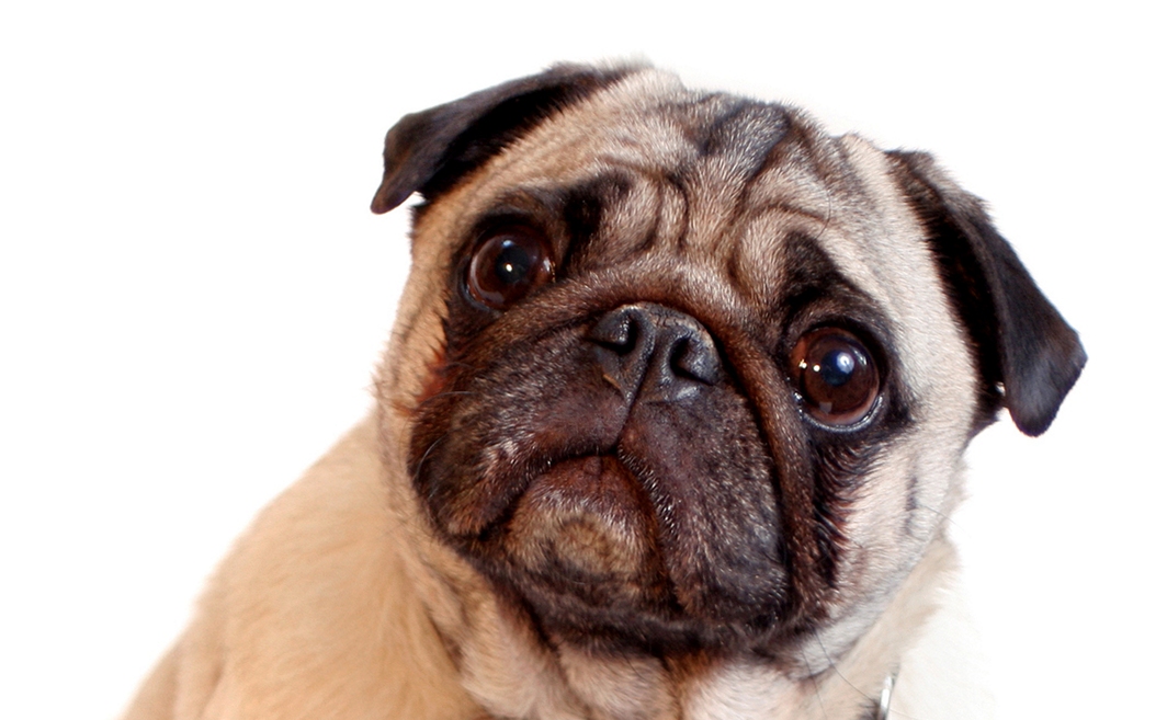 Bundestierärztekammer__Maßnahmen gegen Qualzuchten bei Heimtieren