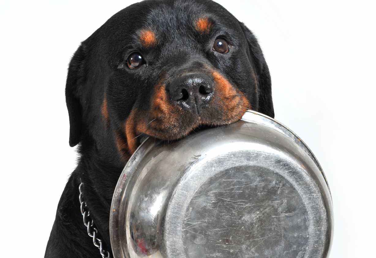 Собака ест арбуз. Питание ротвейлера. Корм для ротвейлера. Кормление ротвейлера. Ротвейлер длинношерстный.