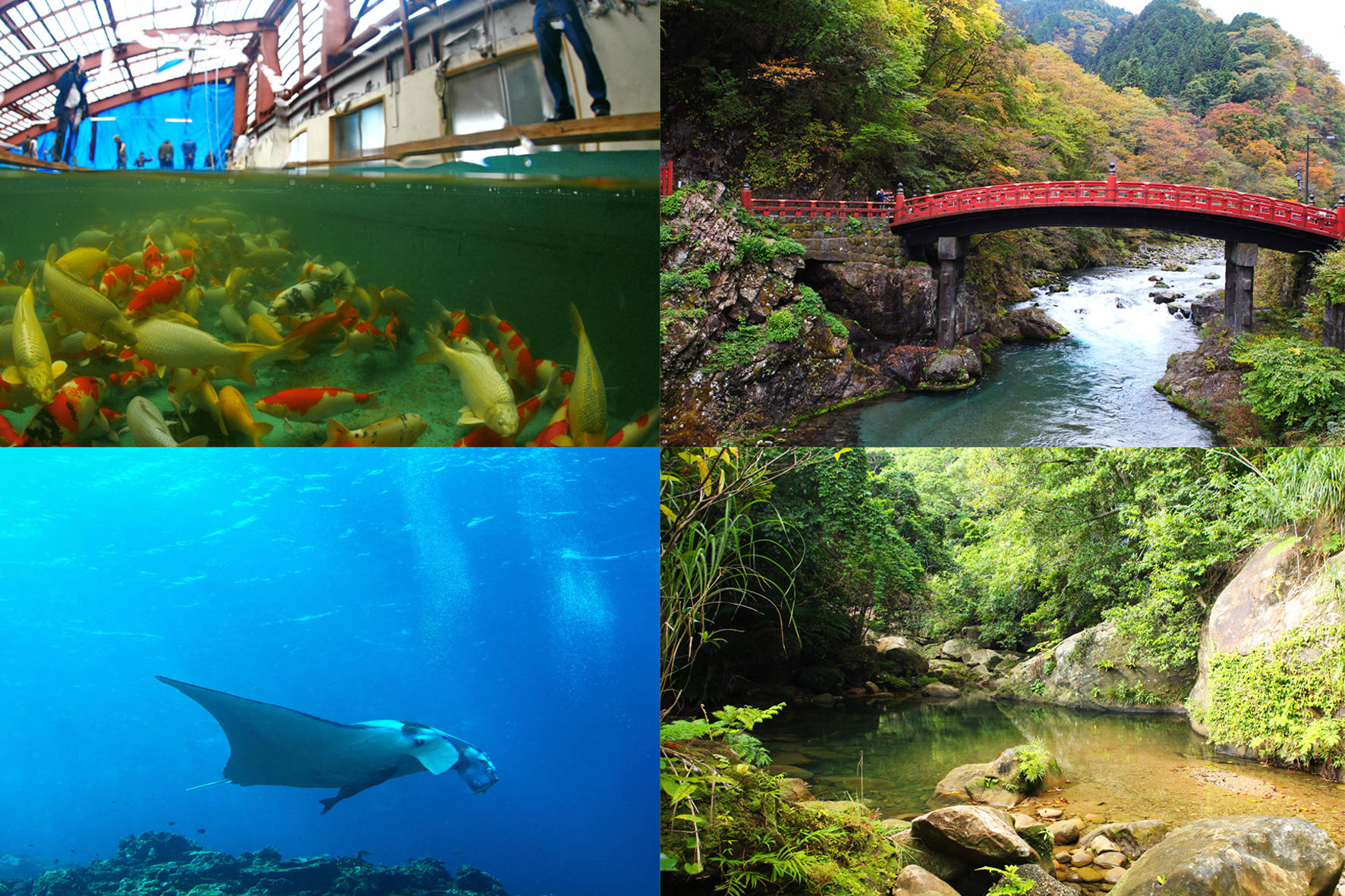 JapanExpedition 2019__ExtraTage im Dschungel und im Korallenriff