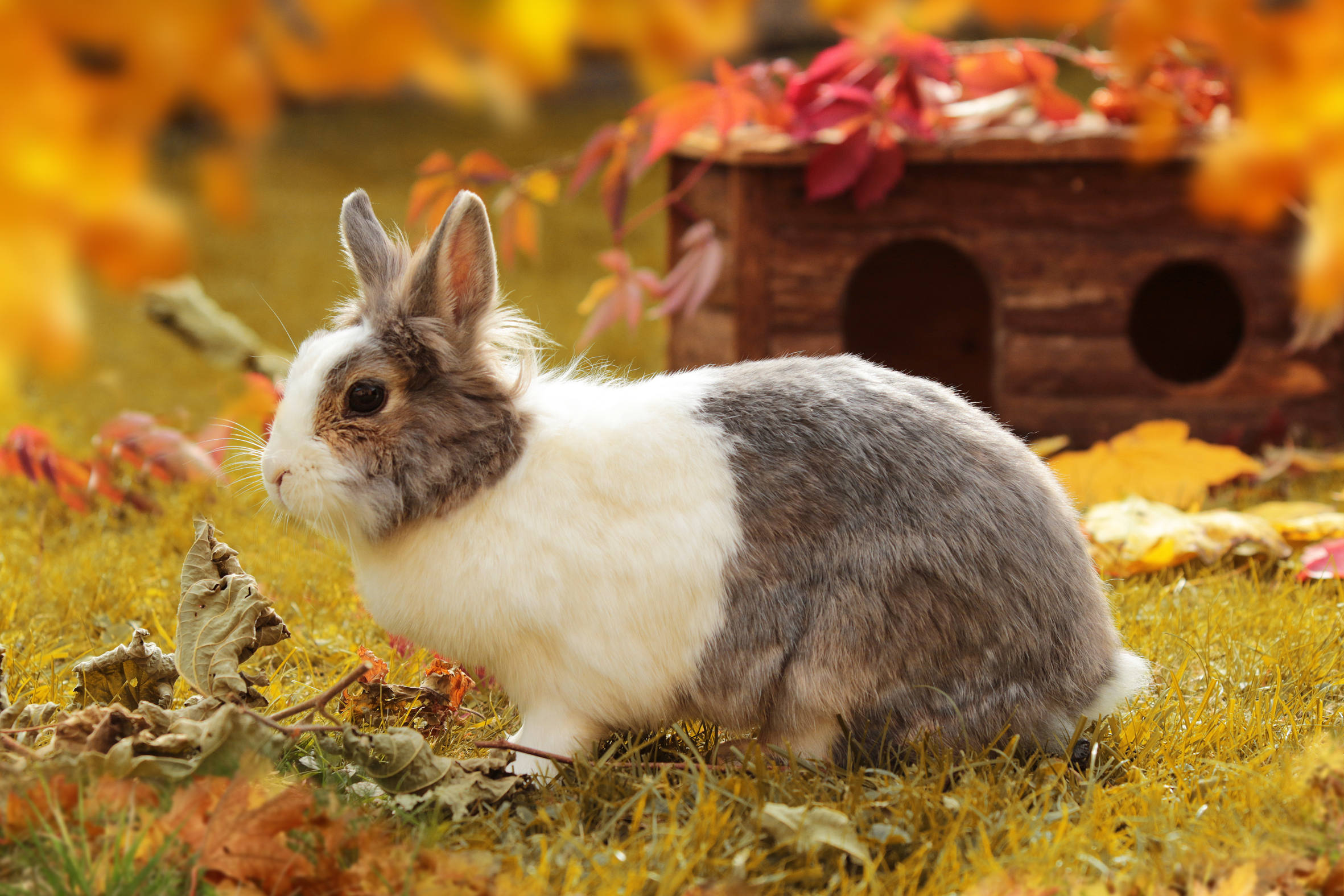 Freigehege Für Kaninchen – Kaninchen Freigehege Zu Top-Preisen
