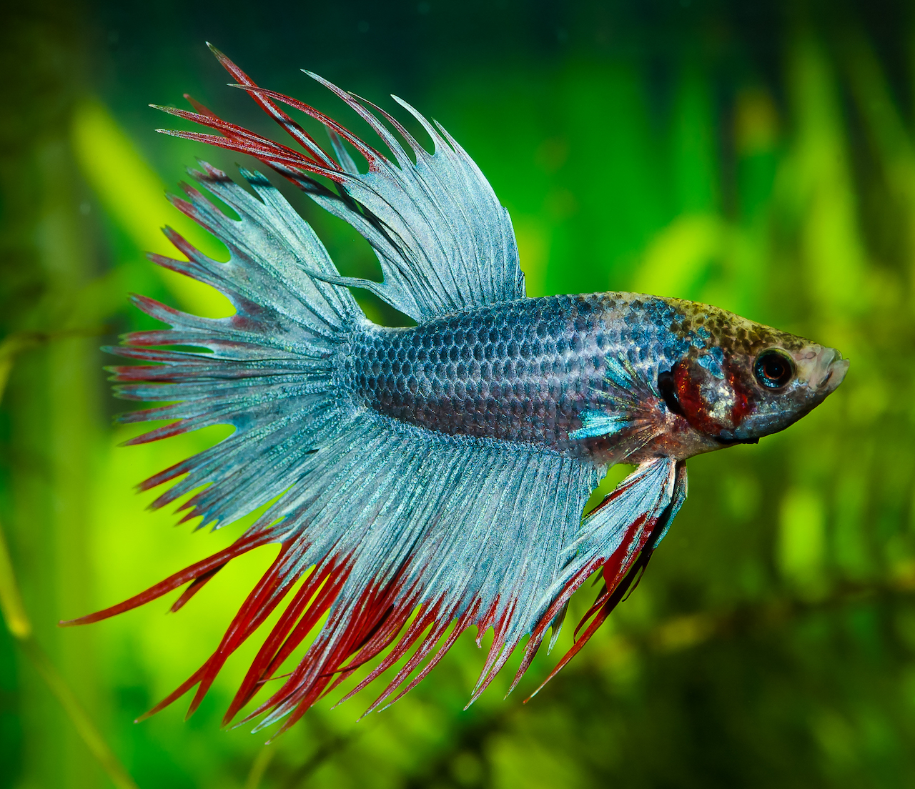 Einspruch__Transportstopp für Betta splendens?