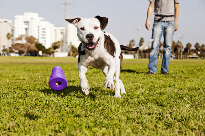 Wie begrüße ich einen fremden Hund?