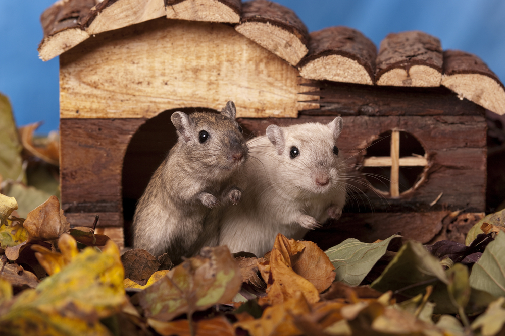 Mäuse sind aktive Heimtiere Mäuse sind aktive Heimtiere