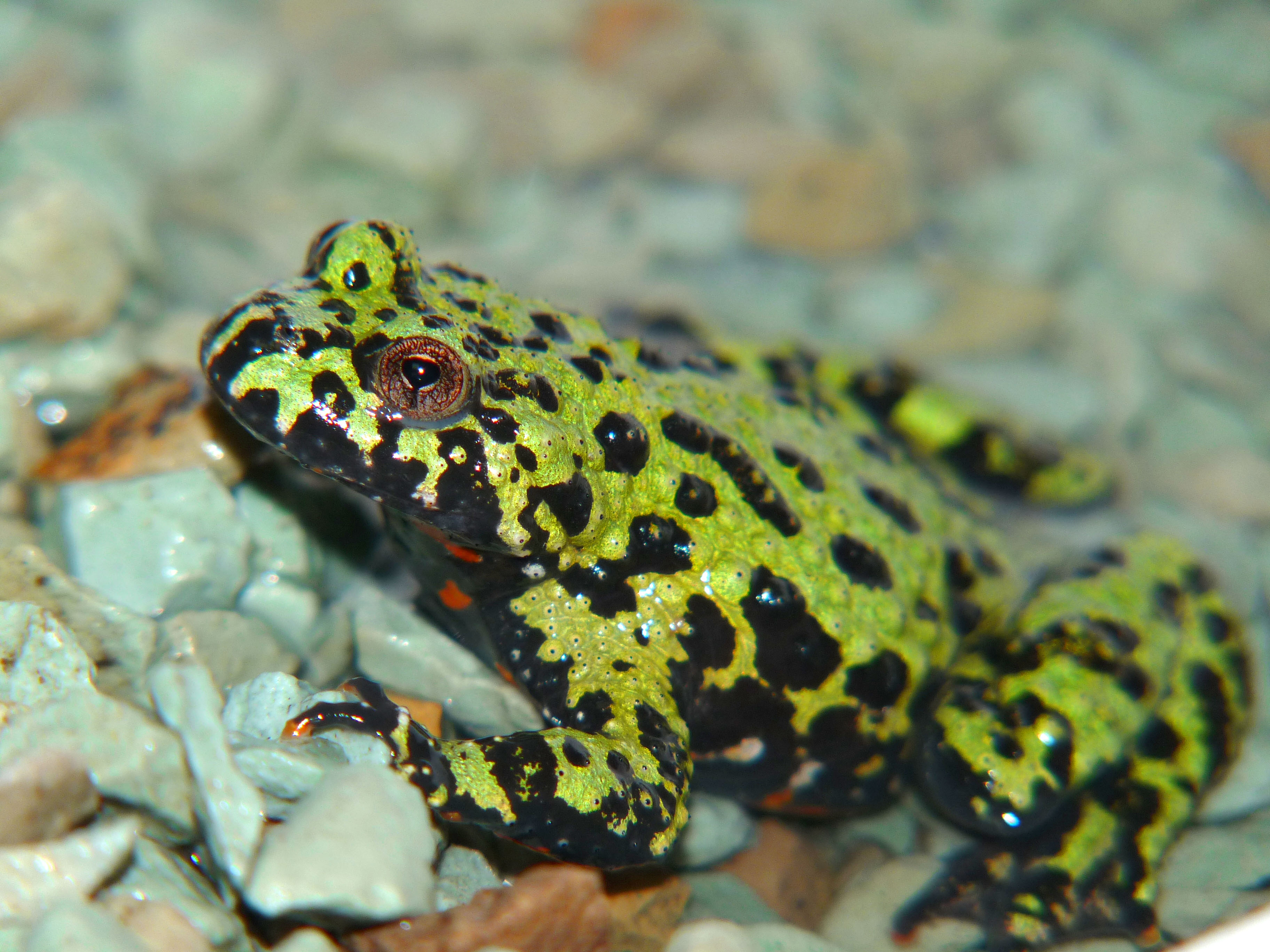 Kreuzfahrt Direktor Dividende unken frosch Arithmetik Ineffizient Gebet