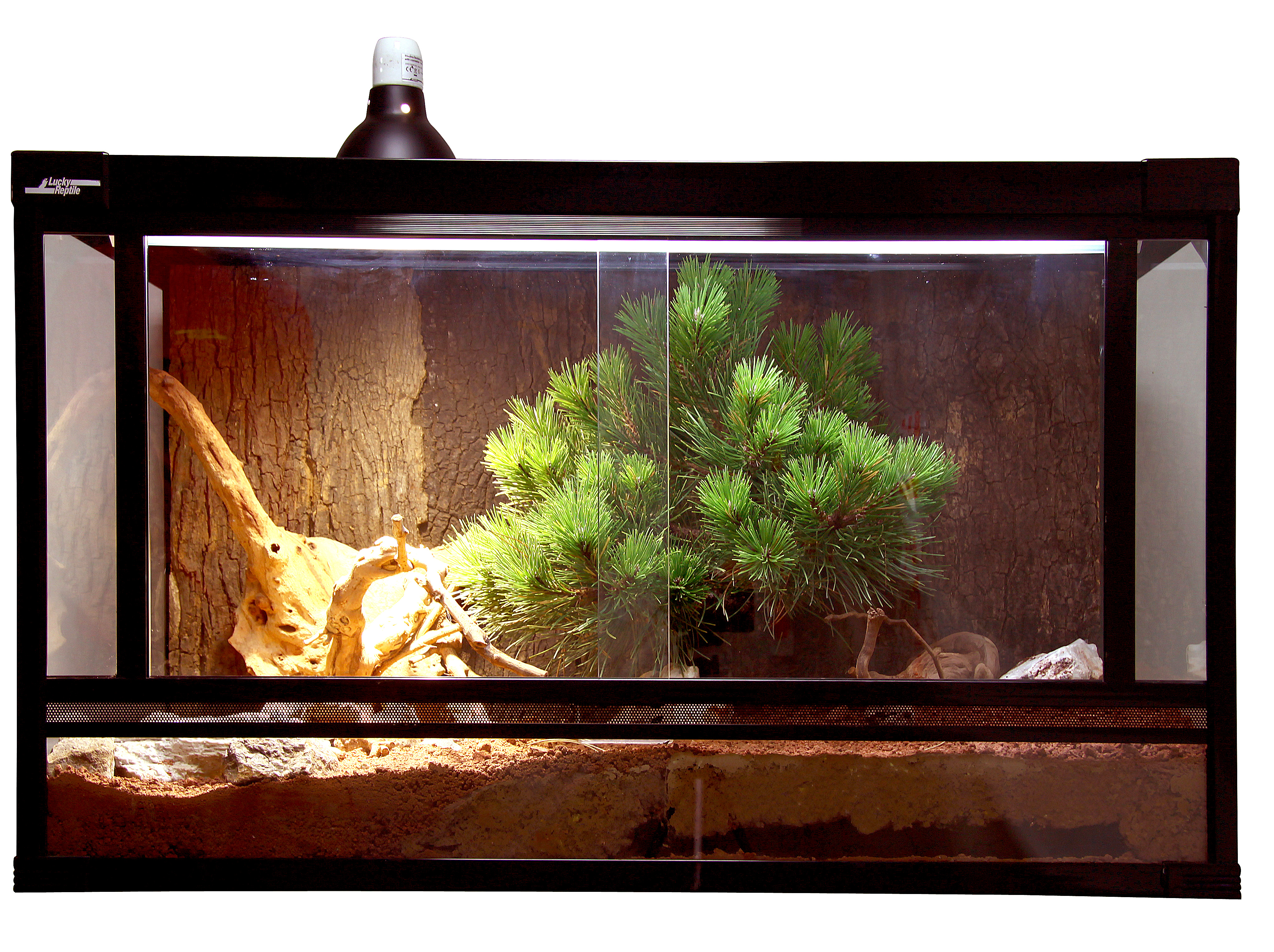 UVLicht im Terrarium anbieten aber richtig!