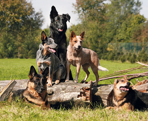 25 Jahre Luposan__Nahrungsergänzungen für Hund, Katze, Pferd
