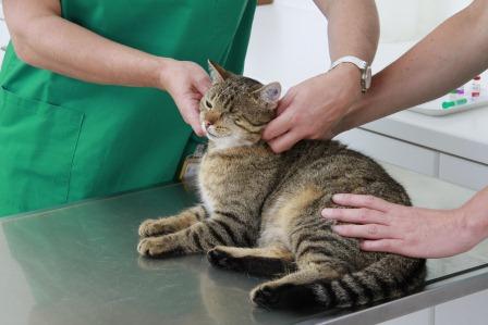 Katze Zum Tierarzt